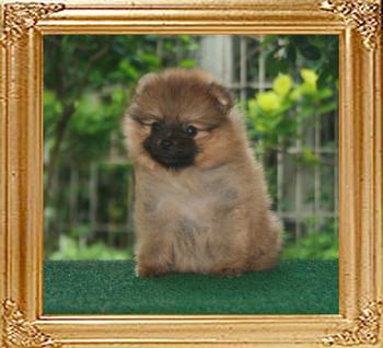 19108z_Bravestar_x_Golden_Champagne_F_6weeks__2.jpg
