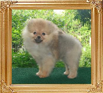 3 months 20513y_Canton_Pufpride_Mystic_Rose_3mo.jpg
