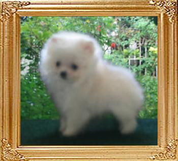 20553x_Canton_White_Wyonna_2_mo_1_week.jpg