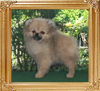3 months 30048z_Canton_Silver_Hope_3_mos.jpg
