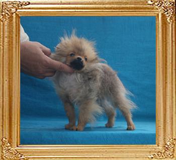 Canton_Accenssion_2.2lbs_at_4mo_2wk_7369.jpg
