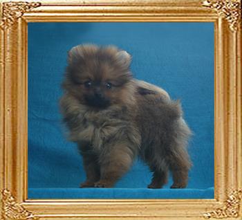 Canton_African_Star_1.32lbs_2mo_1wk_2362.jpg