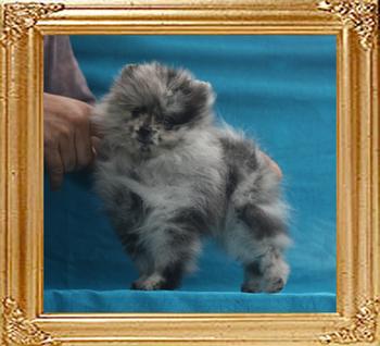 Canton_Blue_Lagoon__2.2lbs_2mo_2wk_P6-6_5577.jpg