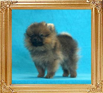 Canton_Brave_Warrior_2mos_0.5lb_framed.jpg