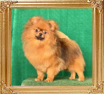 Canton_Bravia_Harvey.jpg