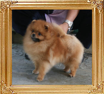 Canton_Bravo_Mystery_11mo_1wk_4.8lbs_4341.jpg