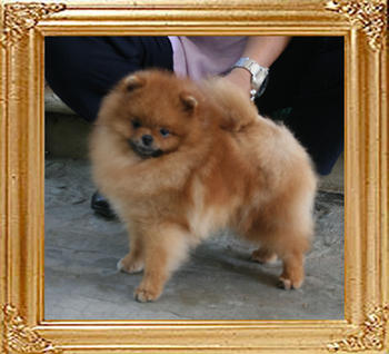 Canton_Bravo_Mystery_11mo_1wk_4.8lbs_4348.jpg