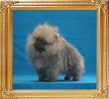 Canton_Bravo_Mystery_2mo_2wk_1.2lbs_3342.jpg