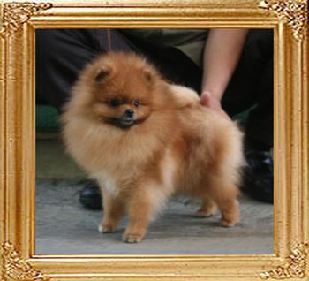 Canton_Bravo_Mystery_4.84lbs_1yr_4819.jpg
