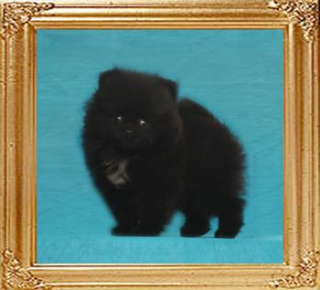 Canton_Dallion_1.7lbs_2mo_49617.jpg