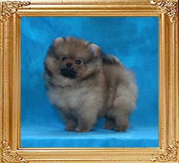 Canton_Dream_Wonder_2mos_1.6lbs_framed.jpg