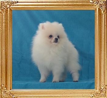 Canton_Fascination_2lbs_2mo_2wk.jpg