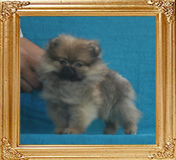 Canton_Gullivers_Galaxy_1.43lbs_P6-4_2mo_3wk_5702.jpg