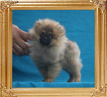 Canton_Impossible_Geneva___3.63lbs_3mo_3wk_P6-6_6872.jpg