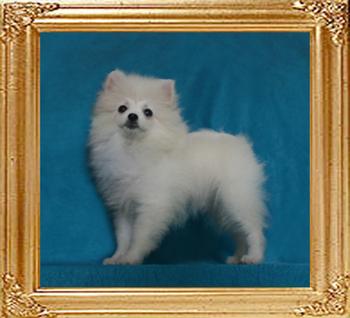 Canton_Quantum_Flirt_3lbs_4mo_49175.jpg