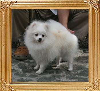 Canton_Quantum_Flirt_5lbs_7346_.jpg