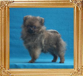 Canton_Scarlet_Sassy_2mo_3wk_1.32lbs_2719.jpg