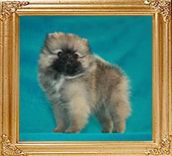 Canton_Silver_Blue_2mo_1wk_1.54lbs.jpg