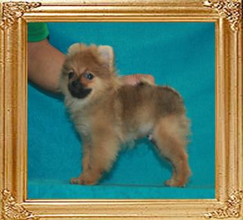 Canton_Sparkle_at_Mt_Crest_3mo_2wk_2.2lbs_2354.jpg