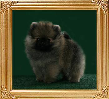 Canton_Star_Sensation_2mo_1week.jpg