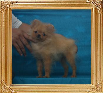 Canton_Strawberry_Shortcake_2.2lbs_4mo_P6-6_1423.jpg