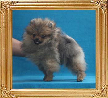 1.7lbs at 3months 1week Canton_Super_Bravia_3mo_1wk_1.7lbs__3056.jpg
