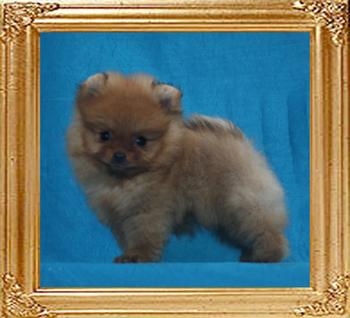 Canton_Supernova_0.9lbs_1mo_3wk_47071.jpg