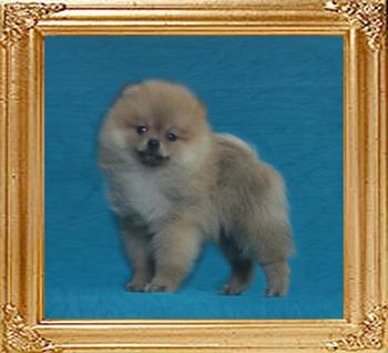 Canton_Uncommon_Duke_2.4lbs_2mo_49615.jpg