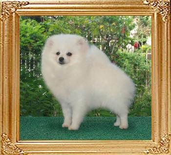Canton_White_Pearl_5_mo_3_wks.jpg