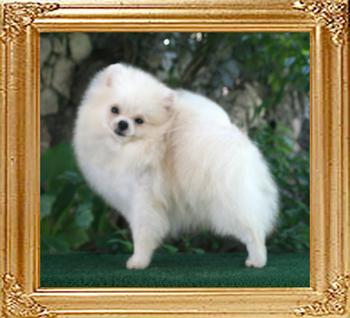 Canton_White_Phantom_8_n_half_mo.jpg