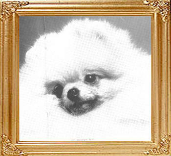 Ch_Derronills_Maximum_47711.jpg