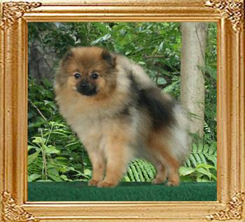 Coral_Beatrice_of_Canton__16mo_46079.jpg
