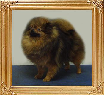 Dankmar_of_Kuo_Lung_Lin_Kennel.jpg