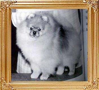 Great_Elms_Little_Tiger_35137.jpg