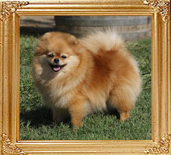 Koys_Park_Ave_Debutante.jpg