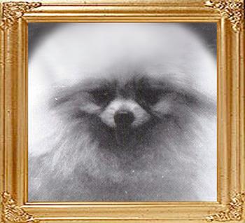 Tookeyes_Welsh_Gold_framed.jpg