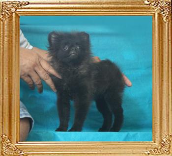 Yingyang_Black_John_3.08lbs_3mo_3wk_P6-6_0798.jpg