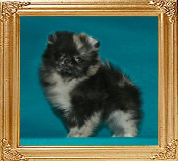 Yingyang_Blue_Angel_2mo_1.3lbs_47271.jpg