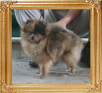 Yingyang_Blue_Mango_11mo_3wk_407lbs_1404.jpg