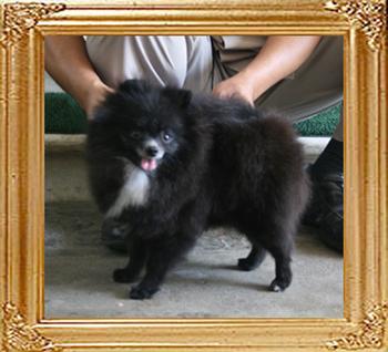 Yingyang_Camelia_2.10lbs_3yr_5mo__9144.jpg