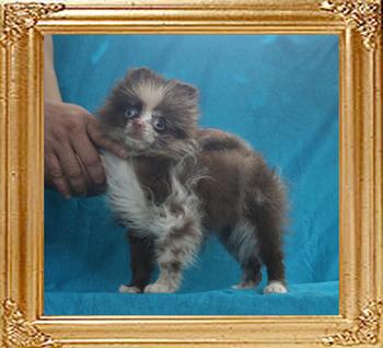 Yingyang_Chocolate_Perfait_2.8lbs_3mo_2wk_49594.jpg