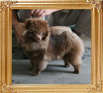 Yingyang_Dantes_Dream_21cm_4.5lbs_7mo_9713_final.jpg