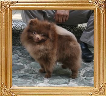 Yingyang_Dantes_Dream_22cm_5.5lbs_at_1yr_2wk_7396.jpg