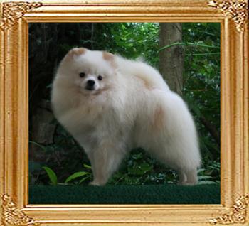 Yingyang_Jazz_It_Up_1yr__6lbs.jpg