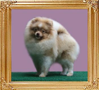 Yingyang_Triton_Legacy_6mo.jpg