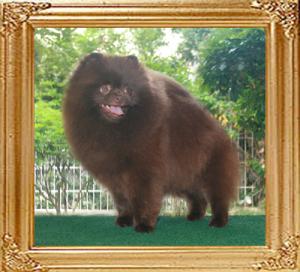 21023z_Underwoods_Choco_Treasure_of_Canton.jpg