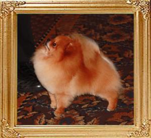 Canton_Jet_Li_after_haircut_closed_mouth_2_31043.jpg