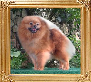 Park_Aves_Copper_Penny.jpg
