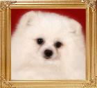 168_Ph_Ch_Canton_White_Passion.JPG