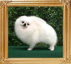19133z_Countess_of_Chiao_Li_Ya_FCI.JPG